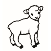 Sheep - 1015