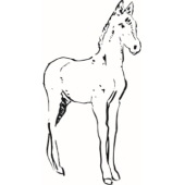 Horse - 2024