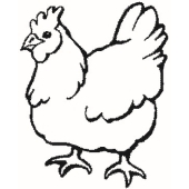 Chicken - 2066