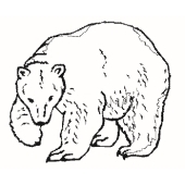 Bear - 2069