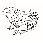 Frog - 2079