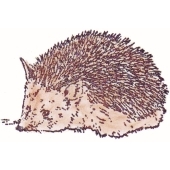 Hedgehog - D-787