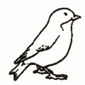Oiseau - 1032