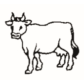 Mucca - 1048